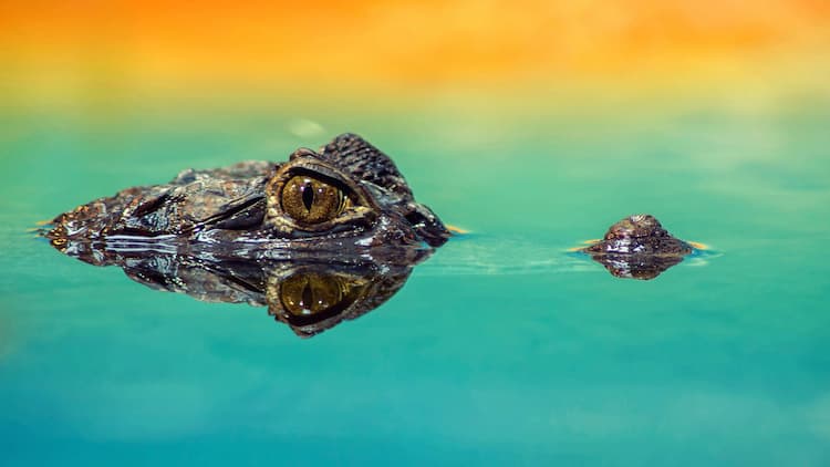 Things You Must Know About Lacoste vs. Crocodile