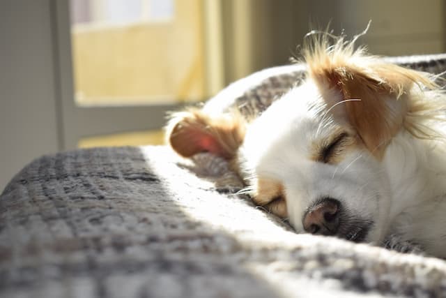 Dog Bed by Boop- For The Love of Pups