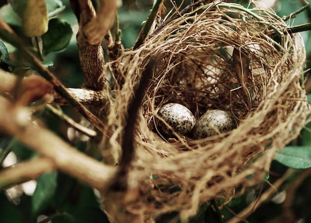 What is The Best Bird Nest in Singapore?