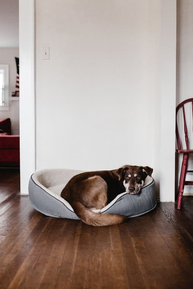 What is The Best Bed for Dogs and Pets at Home?