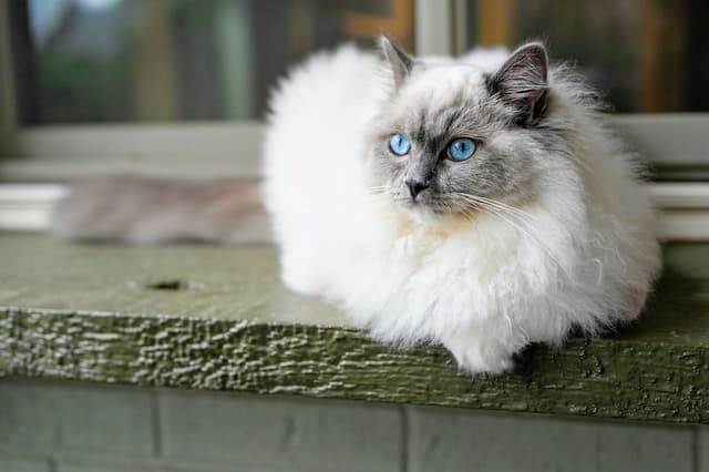 Buy Ragdoll Kittens with Silky Soft Coats From Atome