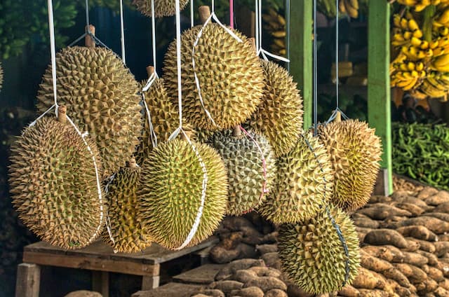 A Guide to the Common Types of Durian with Golden Moments