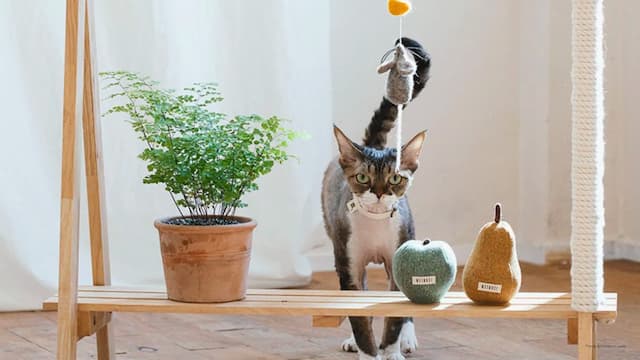 CreatureLand Gives Your Cats The Care They Deserve